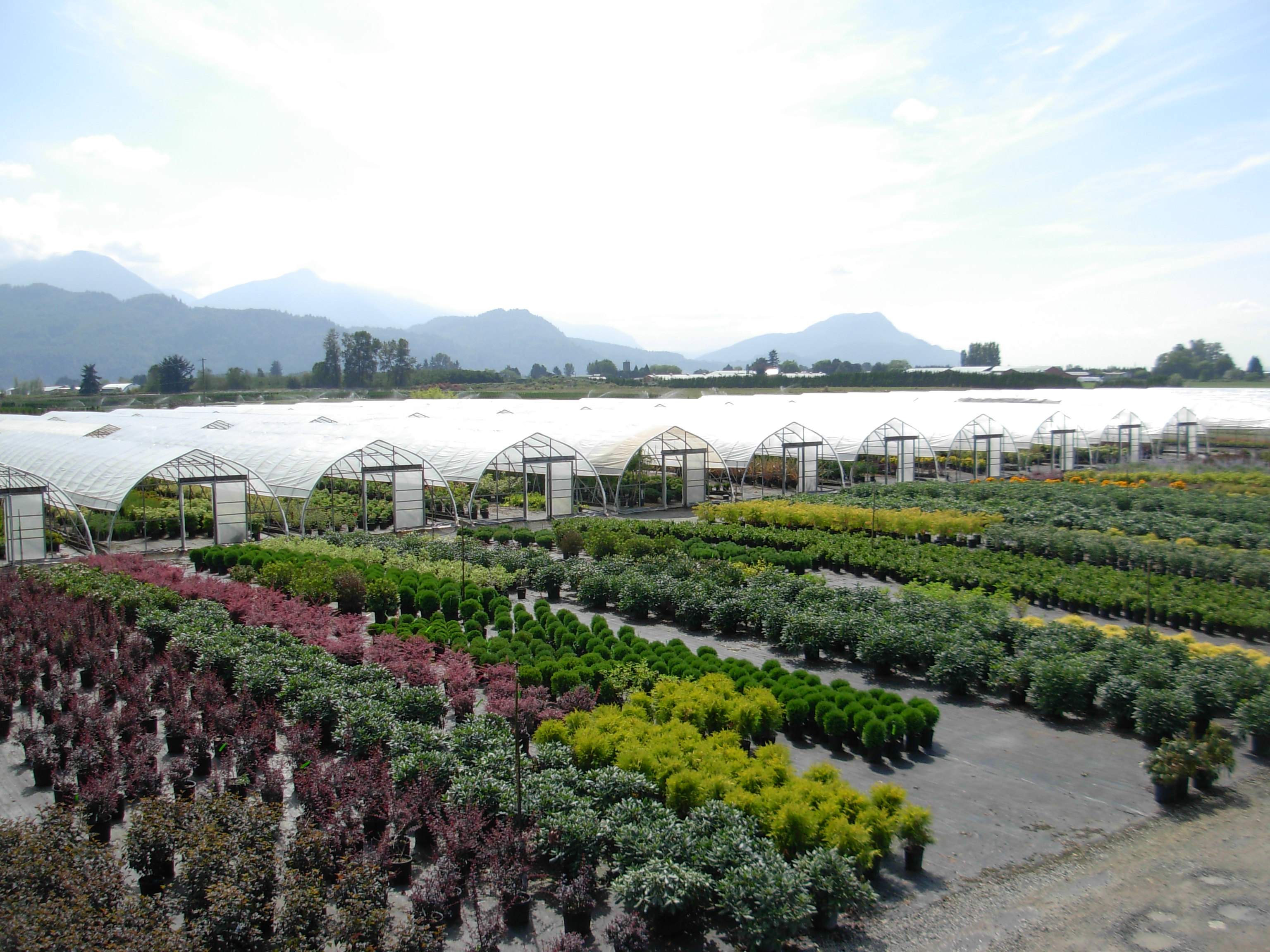 Container-grown nursery stock at Inline Nurseries with Fraser Valley mountains in the background
