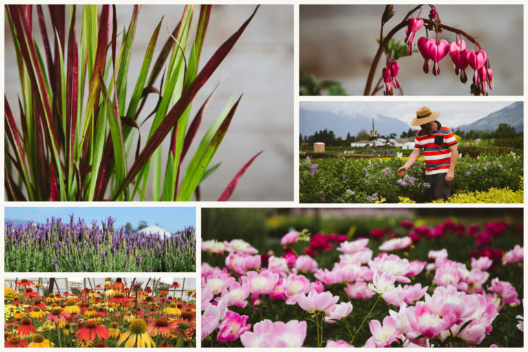 Inline Nurseries Inline Nurseries is a Wholesale Nursery located in Chilliwack, British